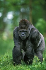 Eastern Lowland Gorilla, gorilla gorilla graueri, Silverback Male