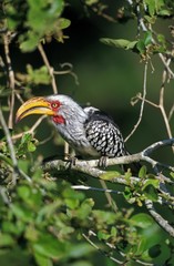 Yellow Billed Hornbill, tockus flavirostris, Adult standing on Branch, South Africa