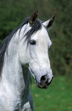 Andalusian Horse, Portrait of Stallion