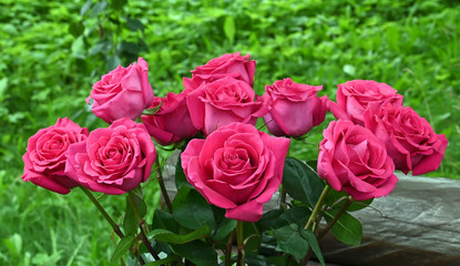 pink roses in garden