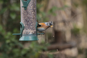 Male brambling on a silo bird feeder filled with sunflower seeds in  a  winter garden