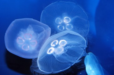 Common Jellyfish or Moon Jellyfish, aurelia aurita, Australia