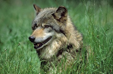 Fototapeta premium European Wolf, canis lupus, Head of Adult emerging from Long Grass