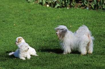 Coton de Tulear Dog, Pup playing with Mother