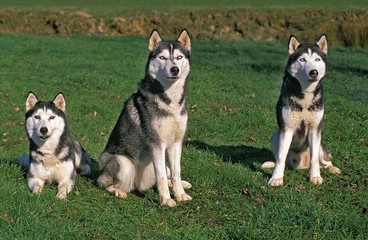 Siberian Husky, Adults standing on Grass