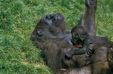 Eastern Lowland Gorilla, gorilla gorilla graueri, Mother with Young suckling