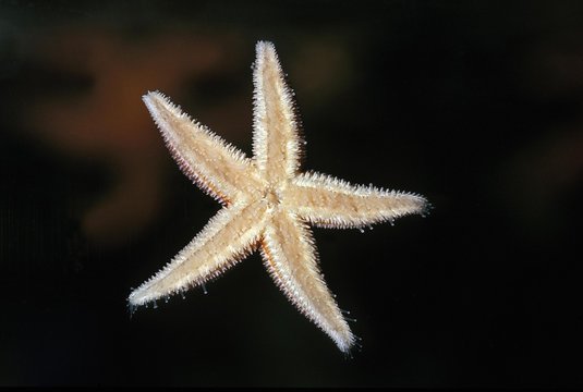 Common Starfish, asterias rubens