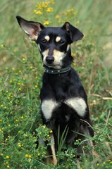 Dog with Funny Ears