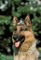 German Shepherd Dog, Portrait of Adult with Tongue out