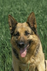 German Shepherd Dog, Portrait of Adult with Tongue out
