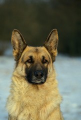 German Shepherd Dog, Portrait of Adult