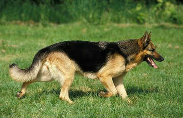 German Shepherd Dog, Adult walking on Grass