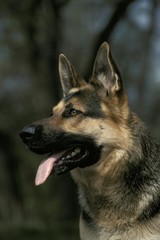 German Shepherd Dog, Portrait of Adult with Tongue out