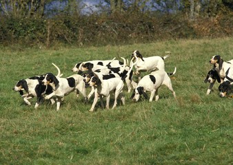 Ariegeois Hound, Pack