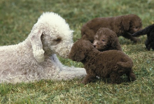Bedlington Terrier, Mother with Pup