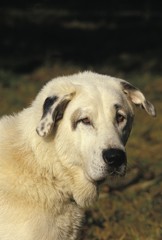 Anatolian Shepherd Dog, Portrait of Adult