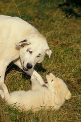Obraz premium Anatolian Shepherd Dog, Mother playing with Pup