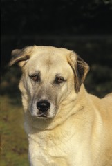 Anatolian Shepherd Dog, Portrait of Adult