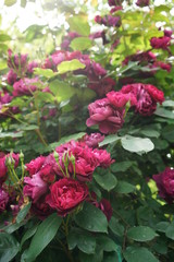 Red Flower of Rose 'Cardinal Hume' in Full Bloom
