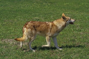 Saarloos Wolfhound, a Dog Breed from Netherlands