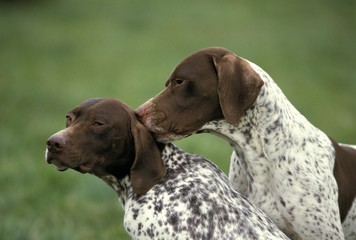 French Pointing Dog Pyrenean Type, Adults