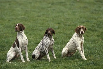 French Pointing Dog Pyrenean Type, Adults sitting on Grass