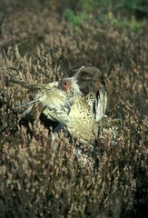 French Pointing Dog, Adult with Common Pheasant Female in its Mouth