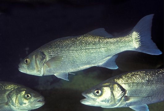 Sea Bass, dicentrarchus labrax