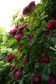 Red Flower of Rose 'Cardinal Hume' in Full Bloom
