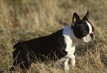 Boston Terrier Dog, Adult standing in Long Grass