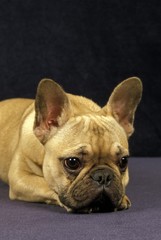 French Bulldog, Portrait of Sad Dog