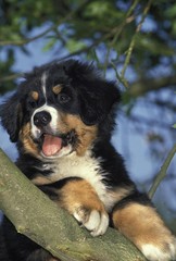 Bernese Mountain Dog, Pup standing on Branch