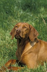 Hungarian Pointer or Vizsla Dog, Adult standing on Grass