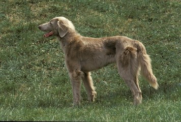 Long Hair Weimar Pointer Dog, Adult standing on Grass