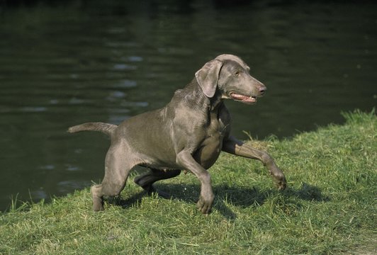 Weimar Pointer Dog, Adult standing near Water