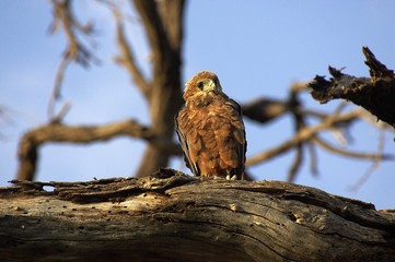 Brown Snake-Eagle, circaetus cinereus, Immature standing on Branch, Kenya