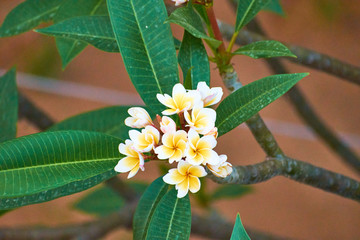 Beautiful white & yellow flower Champa. White Frangipani, West Indian Jasmine (Plumeria alba), Summer,India