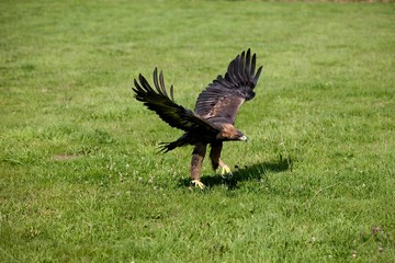 Golden Eagle, aquila chrysaetos, Adult in Flight, Taking off from ground