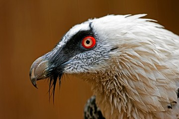 Bearded Vulture, gypaetus barbatus, Head of Adult