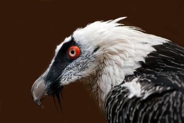 Bearded Vulture, gypaetus barbatus, Head of Adult