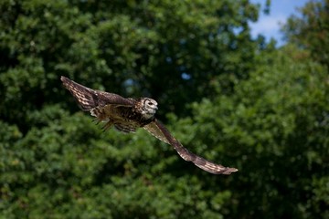 Cape Eagle Owl, bubo capensis, Adult in Flight