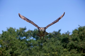 Cape Eagle Owl, bubo capensis, Adult in Flight