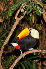 Toco Toucan, ramphastos toco, Adult standing on Branch