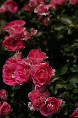 Pink Flower of Rose 'Carefree Wonder' in Full Bloom
