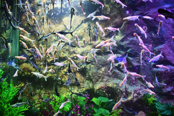 Fishes in the aquarium in Udaipur,India