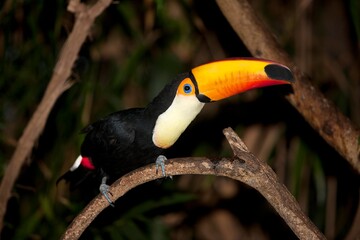 Toco Toucan, ramphastos toco, Adult standing on Branch