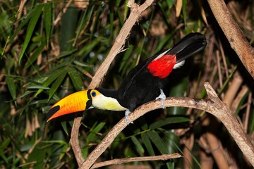 Toco Toucan, ramphastos toco, Adult standing on Branch