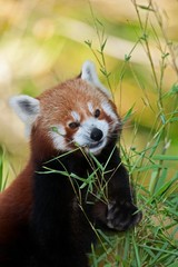 Red Panda, ailurus fulgens, Adult eating Bamboo's Leaves