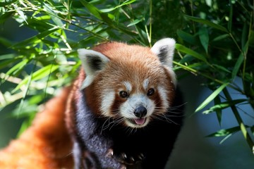 Obraz premium Red Panda, ailurus fulgens, Adult