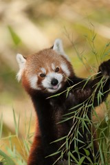 Obraz premium Red Panda, ailurus fulgens, Adult eating Bamboo's Leaves